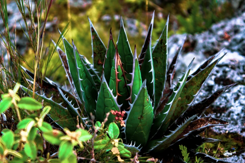 an image of a plant growing out of a mossy area