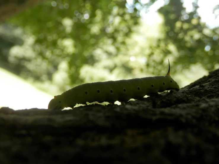 a caterpillar on a tree in the daytime