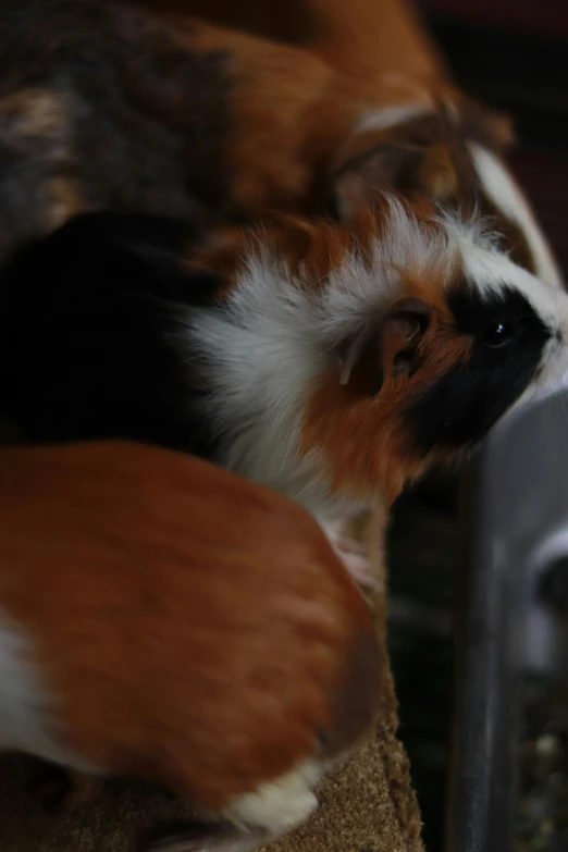 an adult dog sitting in a pet store looking out the window