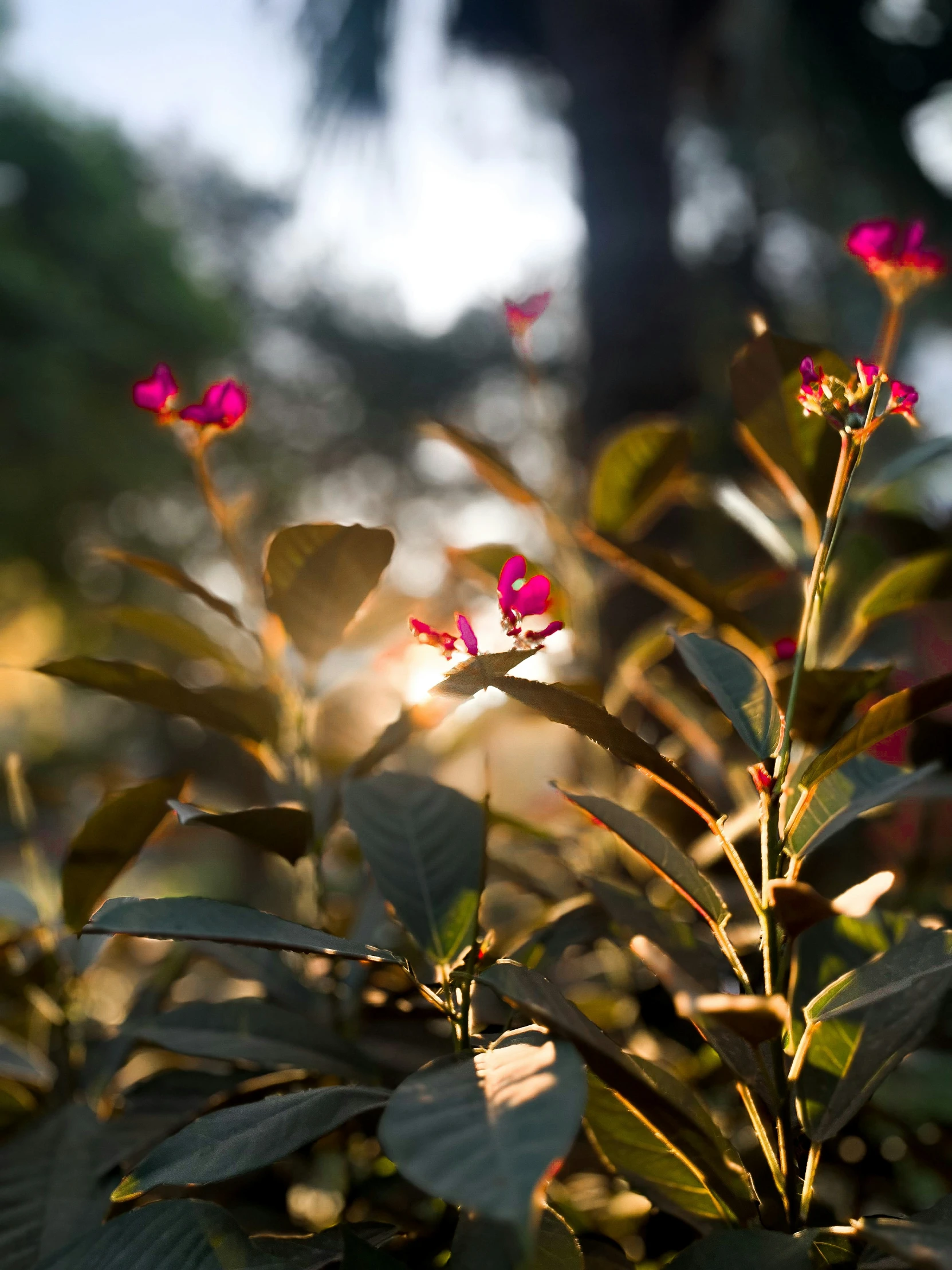 bright red flowers are on the stems of some green trees