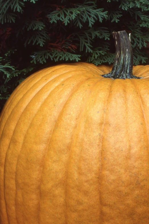 a large orange pumpkin is sitting next to some green leaves