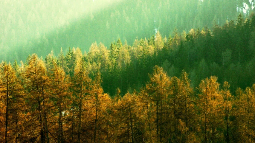 the trees are in an open field with sunlight coming through