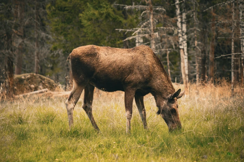 a deer grazing in a field with trees in the background