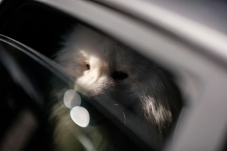 an animal looking through a car window reflected in another car