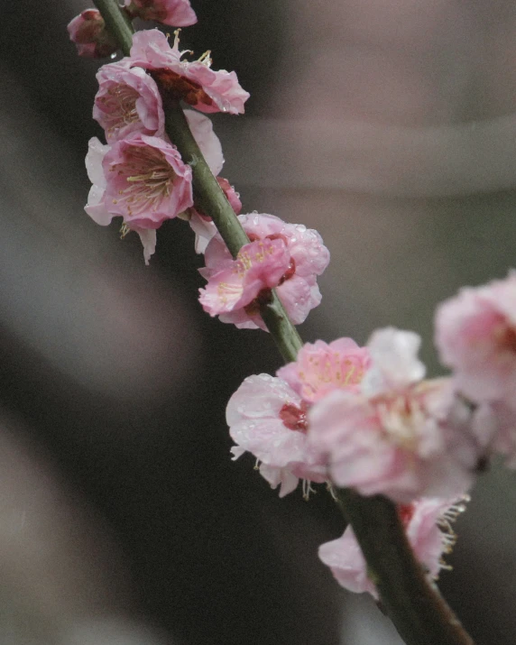 two tiny pink flowers growing in some dirt