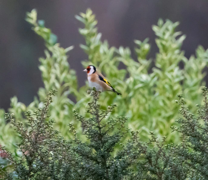 a bird is sitting on top of green leaves