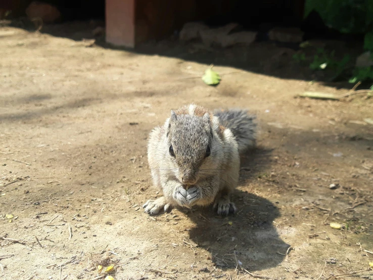 a small animal that is laying down