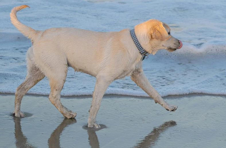 a yellow dog walking along a wet beach