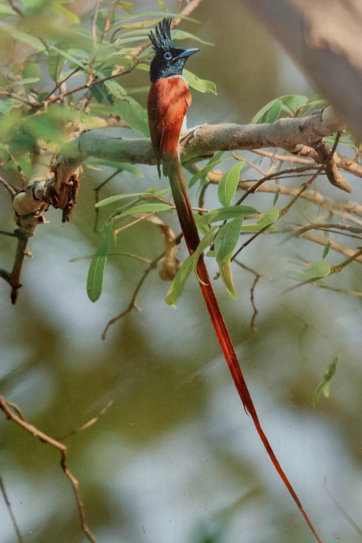 a small colorful bird is perched on the nch