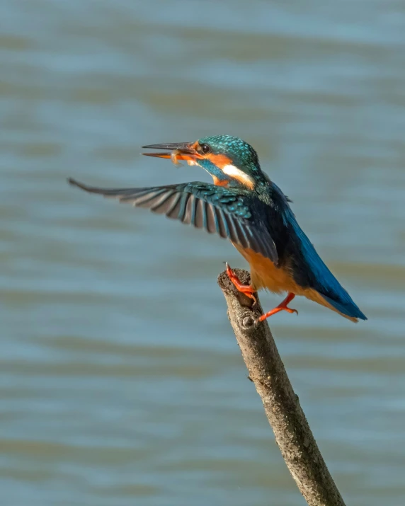 the colorful bird is perched on the stick