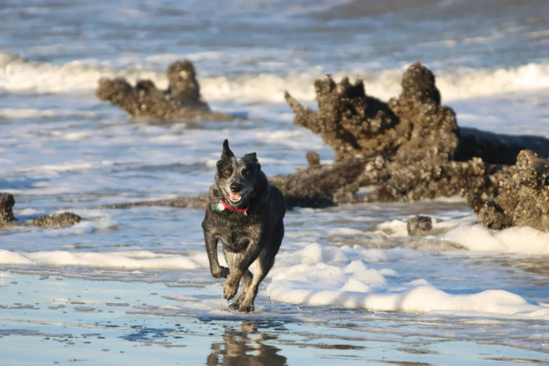 a dog runs in the surf near shore