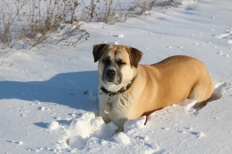 the brown dog is sitting in the snow