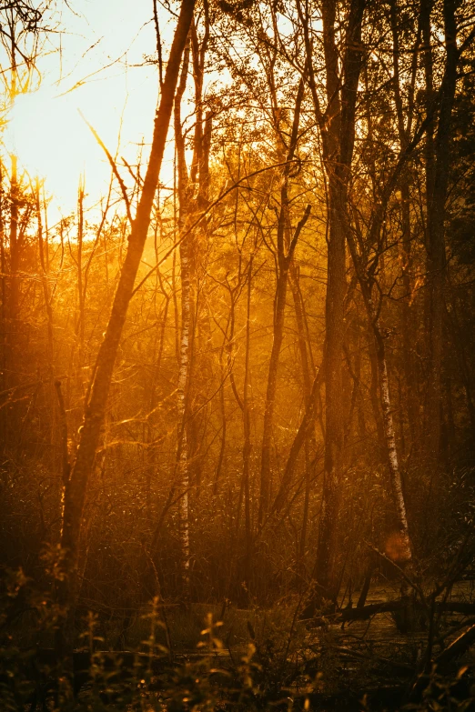 a sunset in the woods, looking through trees and nches