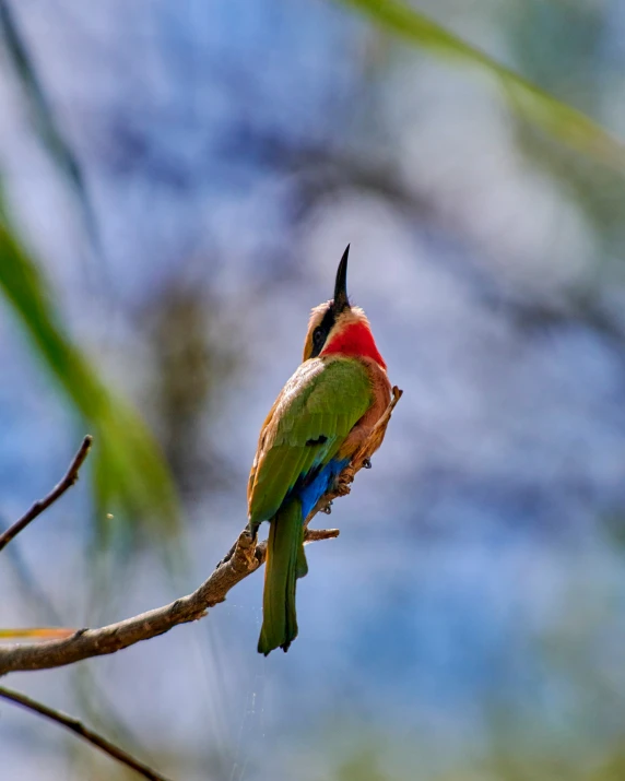 two colorful birds are sitting on a nch