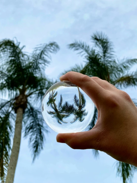 a hand holding a glass ball with a palm tree in the background