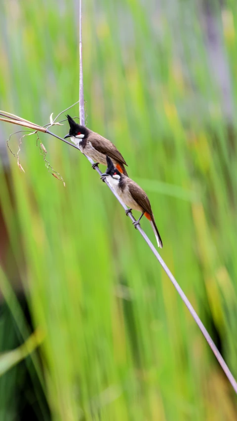 two hummingbirds perched on the tip of a twig