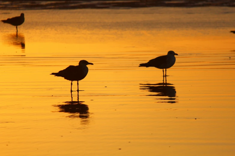 three seagulls walking along the shore in the sunset