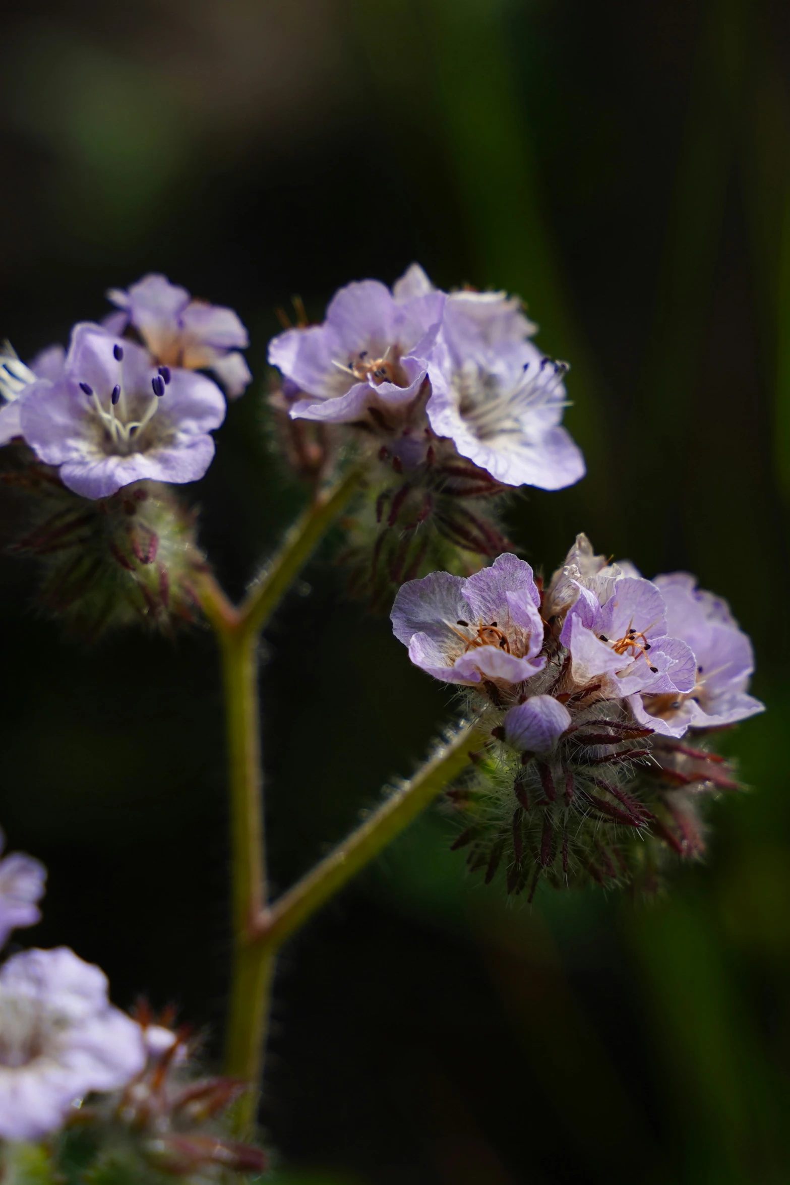 purple flowers with white petals on top of them