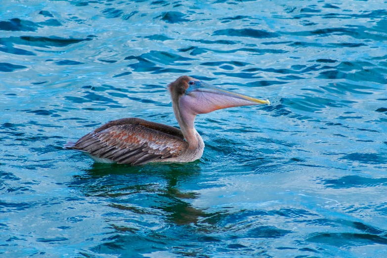 a bird sits in water with its long beak spread