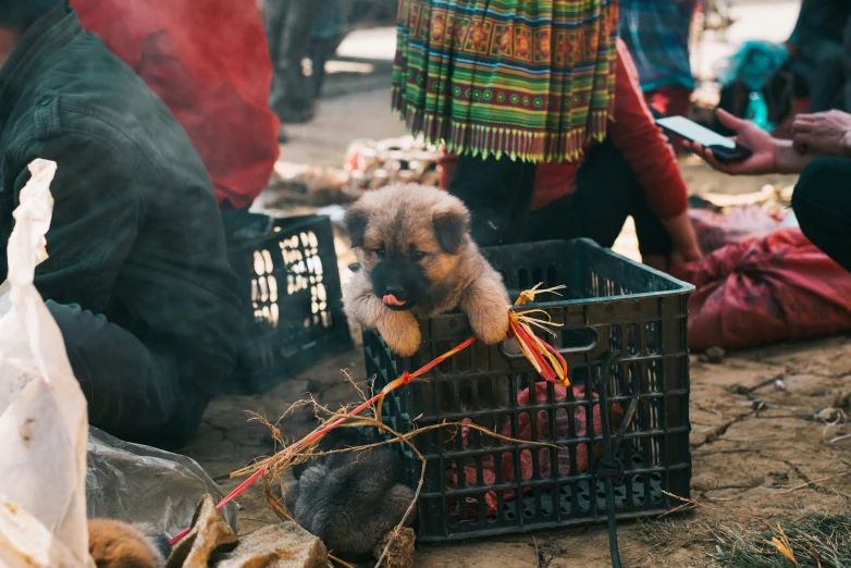 there is a puppy in a basket of food on the ground