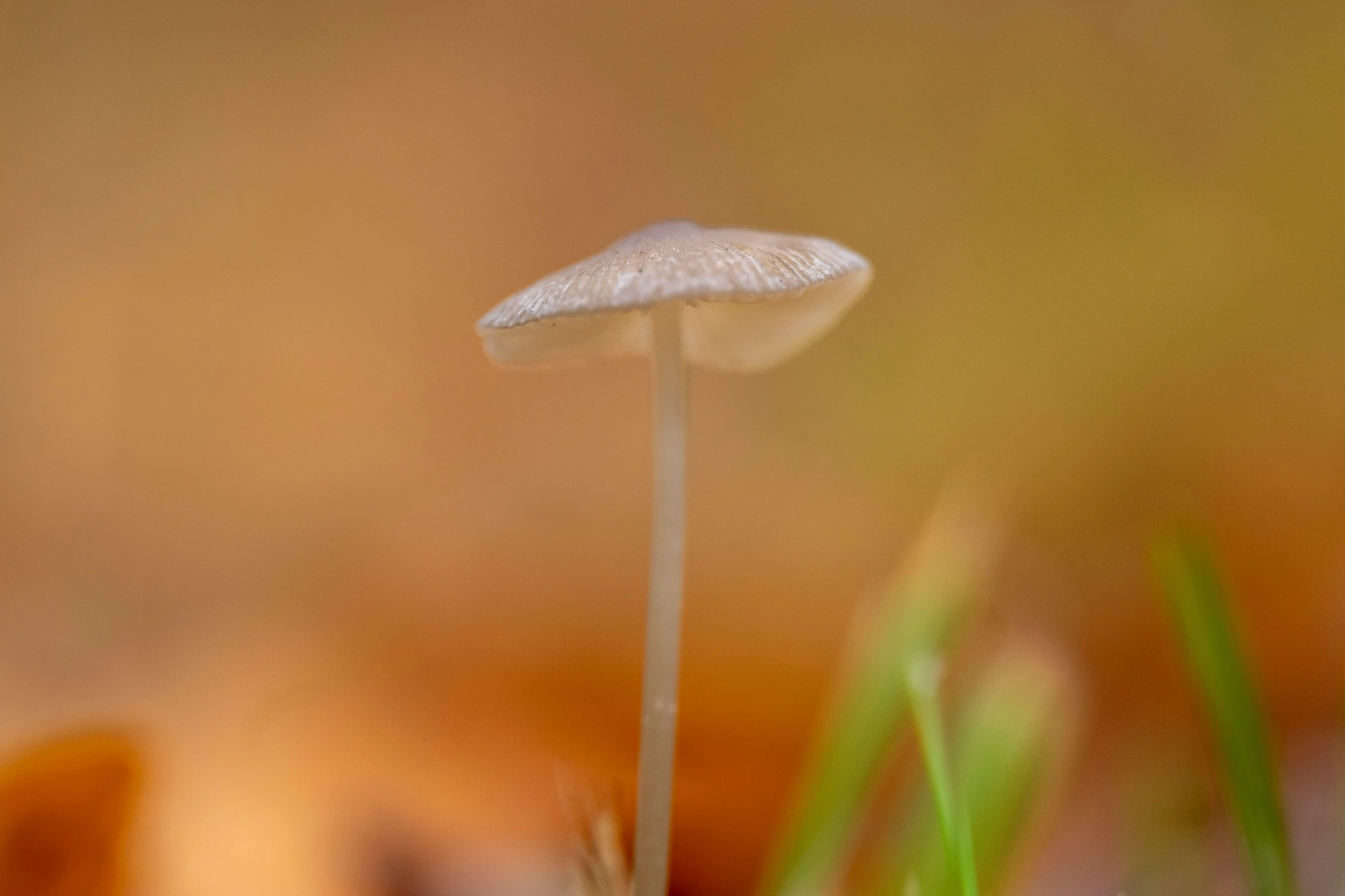 a group of little mushrooms sitting on the ground