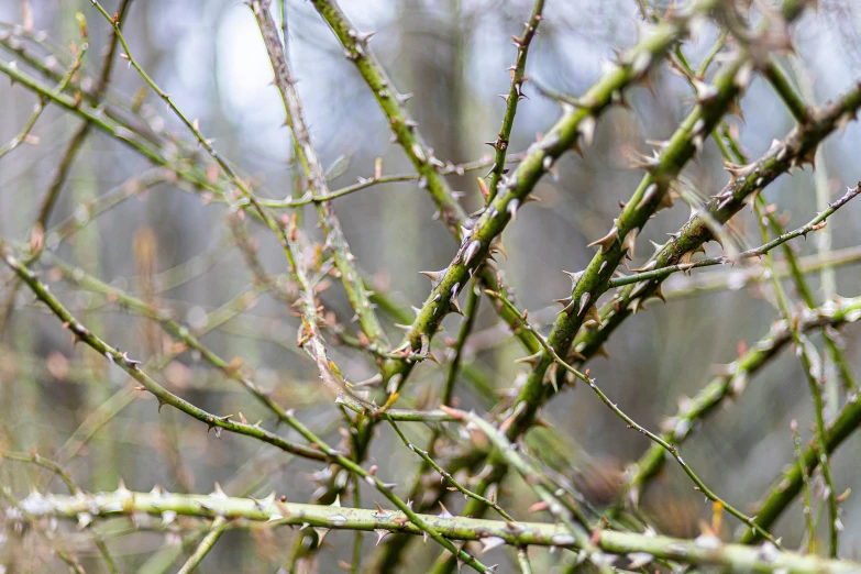 trees with small leaves in the rain