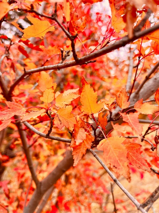 a tree in the fall, with red and yellow leaves