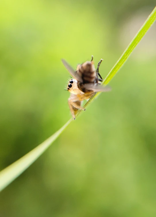 a picture of a small insect on some grass