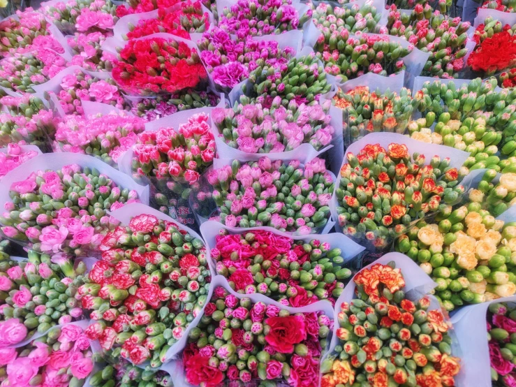 rows and rows of various colored flowers all over a large area