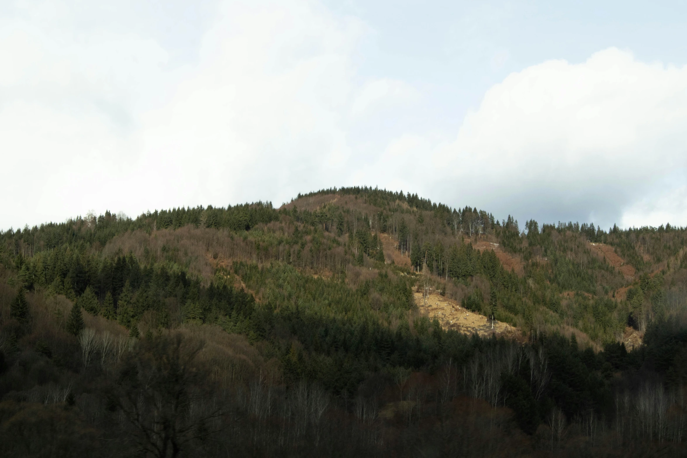 a green hillside with a lone forest on top