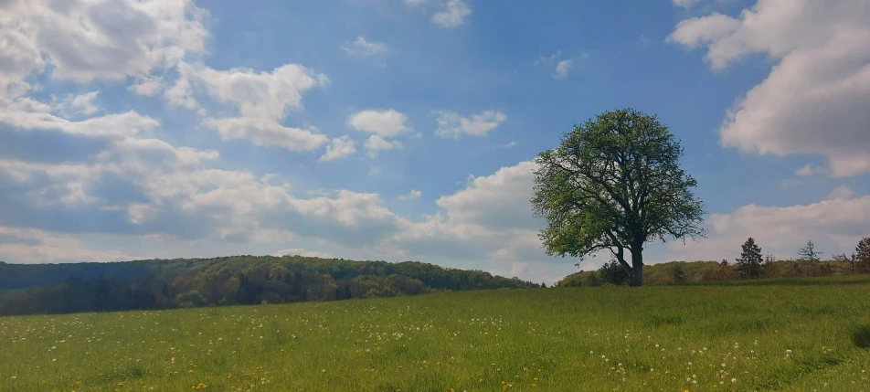 a field is seen with a tree in the distance