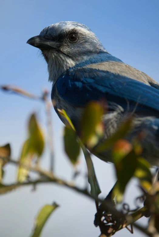 a small blue bird sitting in the tree