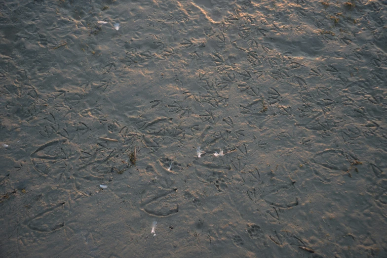 a po of a beach surface with some birds tracks