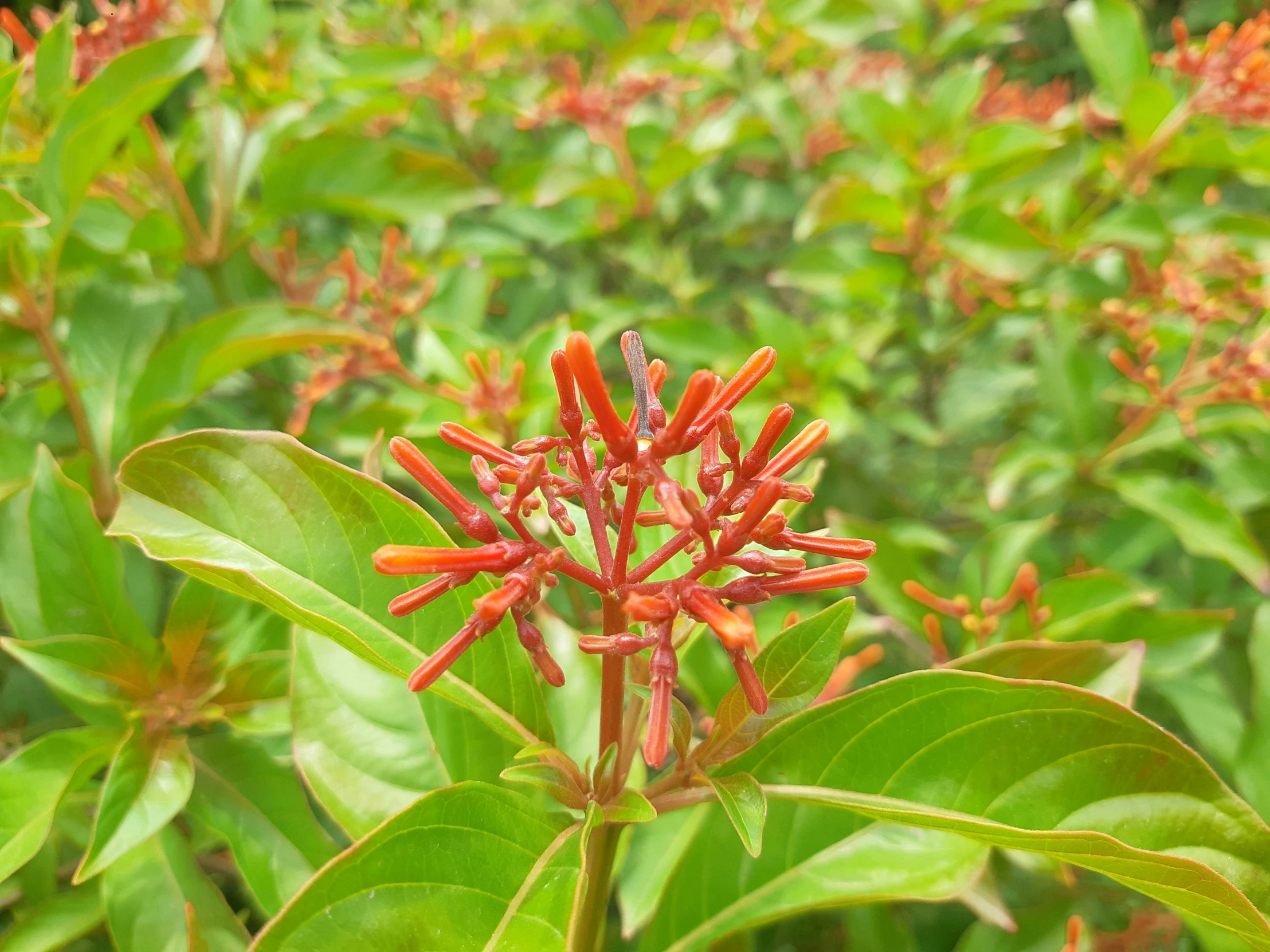 some red flowers that are in some plants