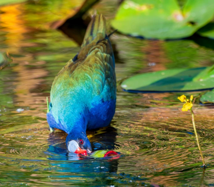 the colorful bird is drinking from the water