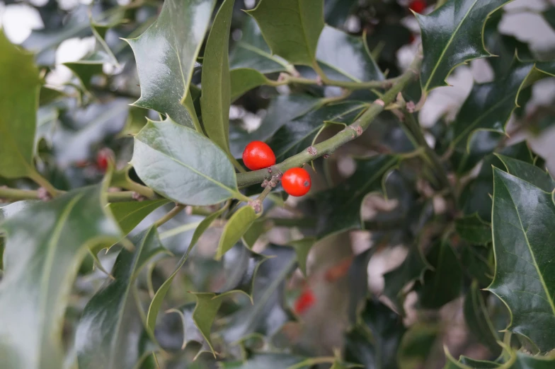 small berries on a nch with green leaves