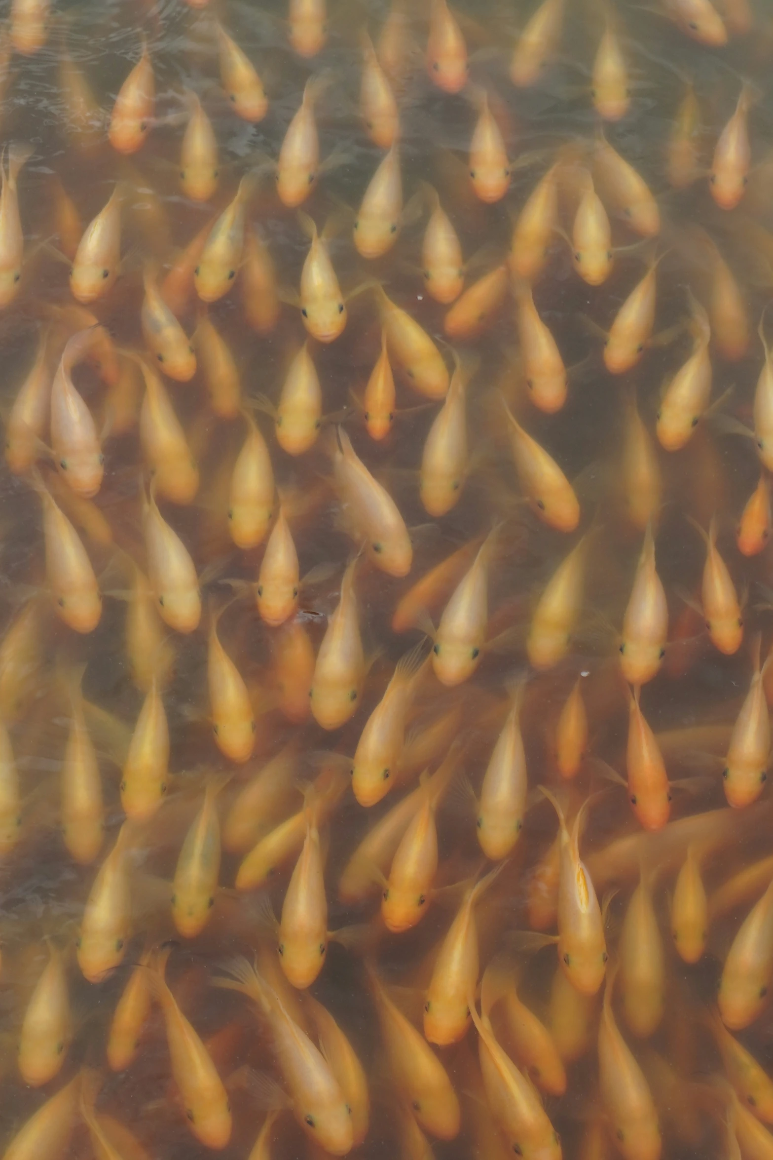 an image of fish swimming in the water