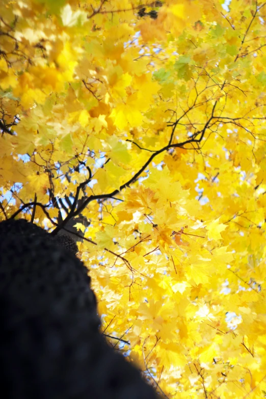 the nches and leaves of a tree near a bench