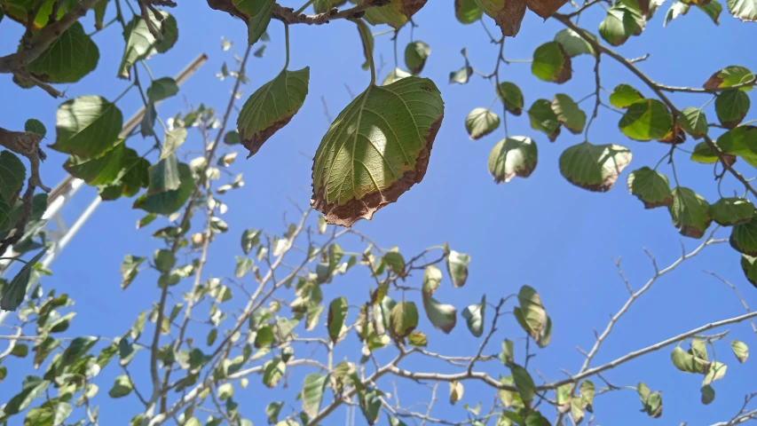 some green leaves are hanging from the nches