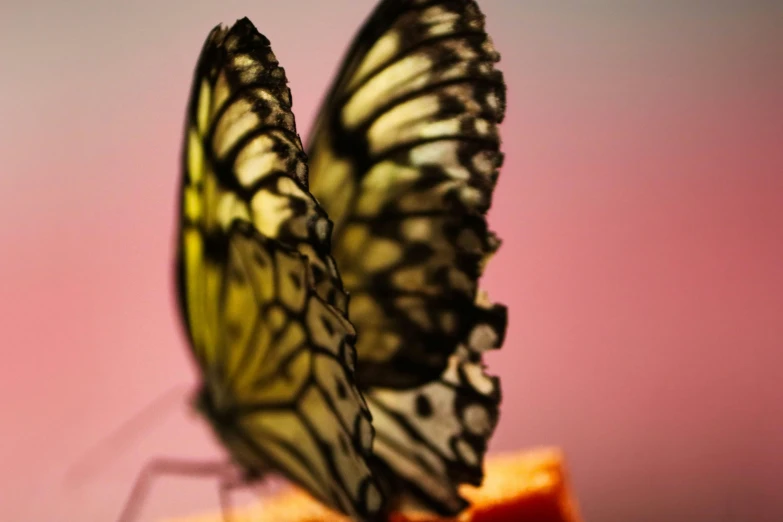 a close up of a erfly on an orange