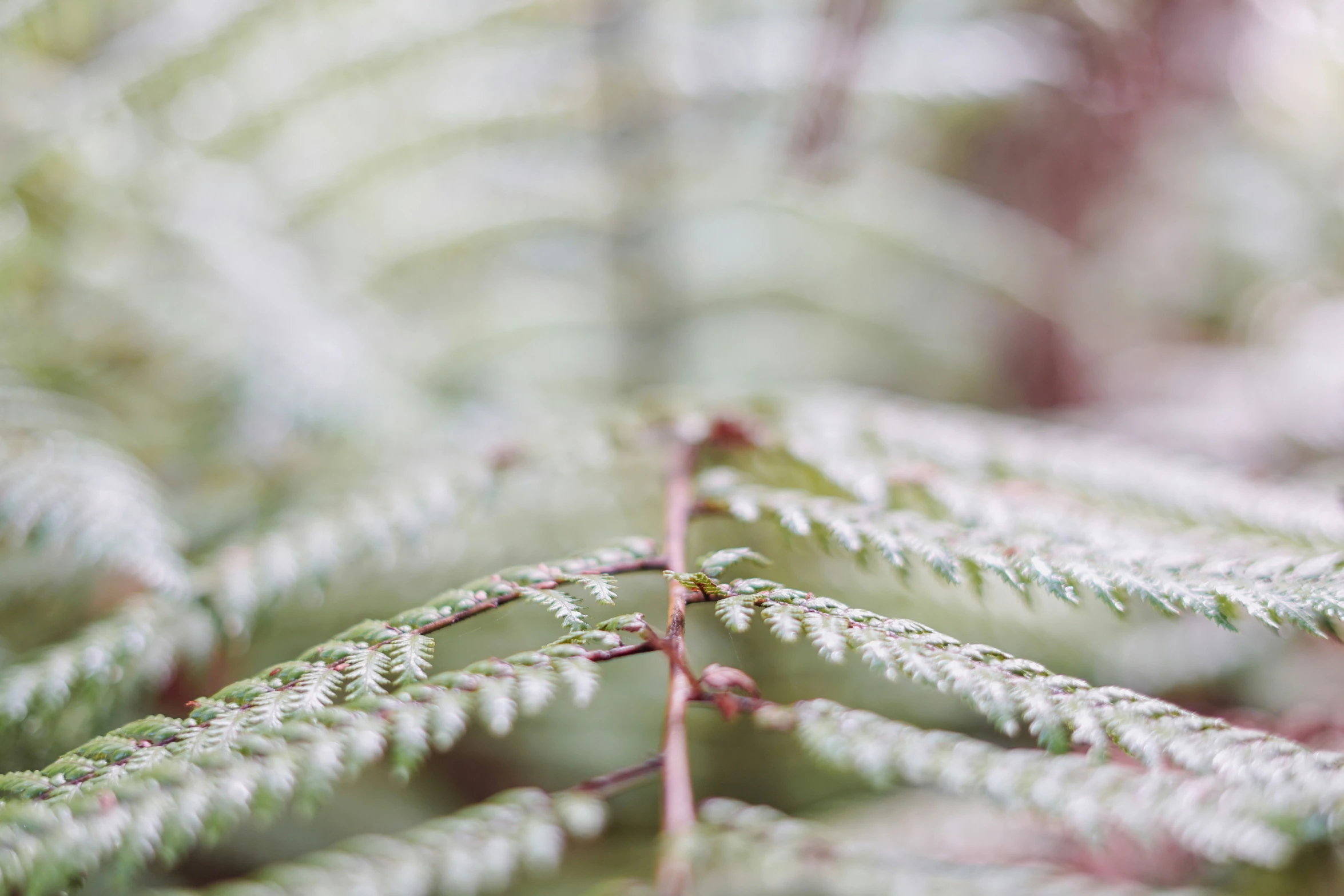 some green plants with small pink buds