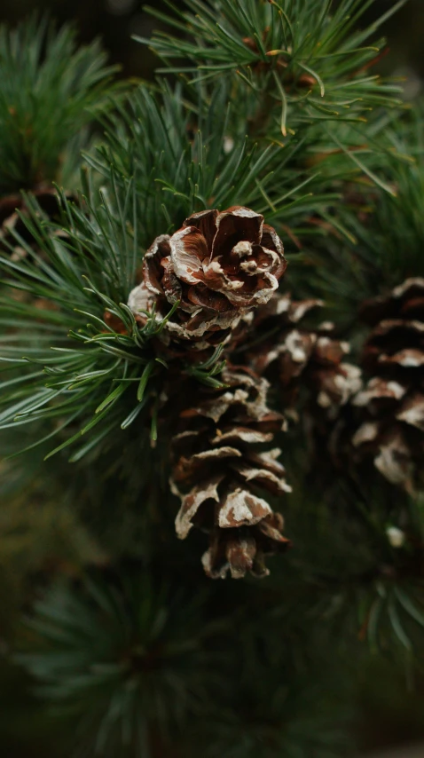 pine cones are sitting on the needles of the pine tree