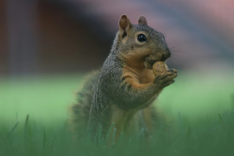 a squirrel has its hands on his mouth