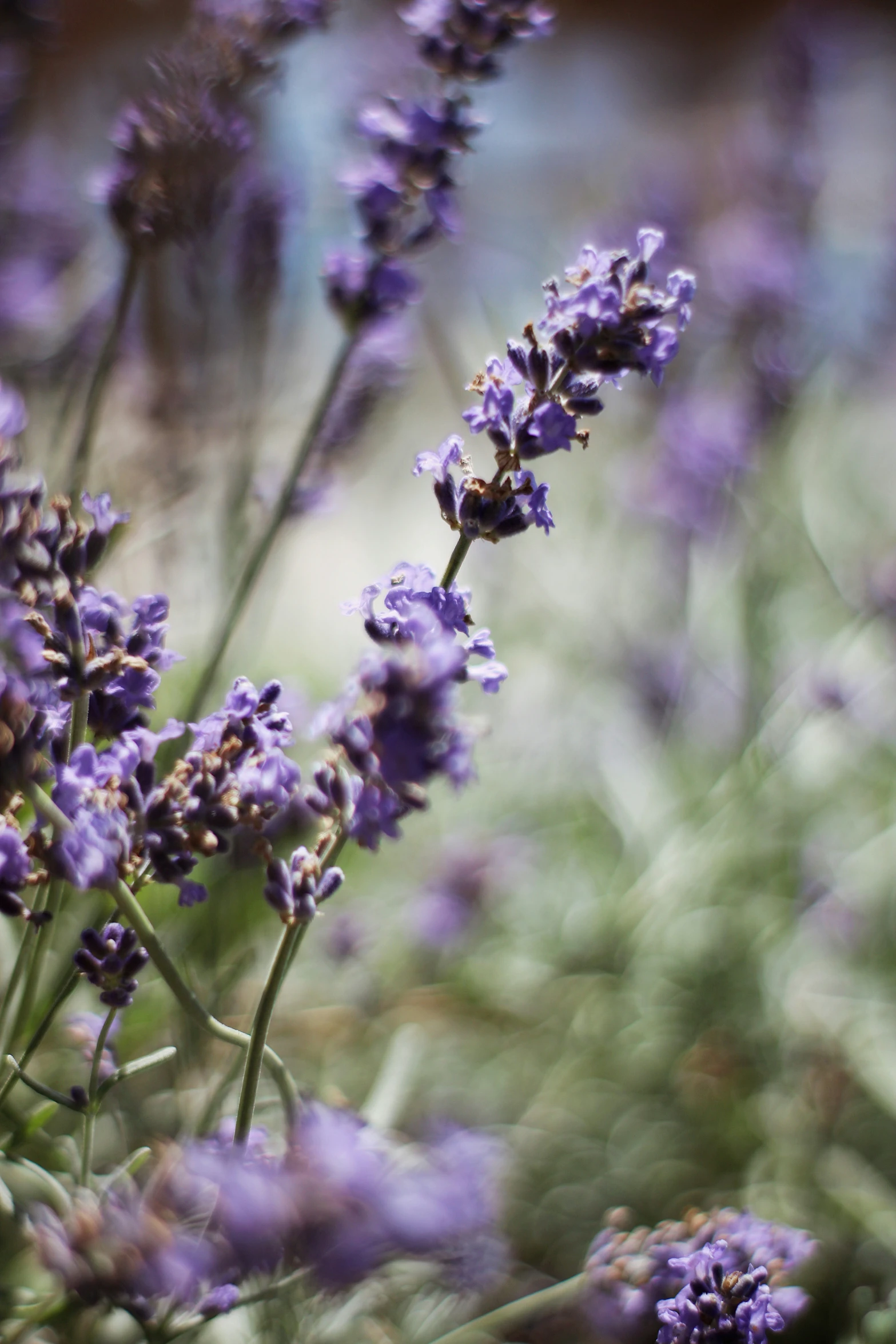 a group of lavender flowers in a field