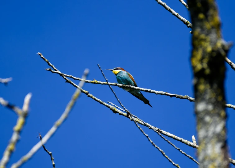 a small colorful bird is perched on the thin tree nch