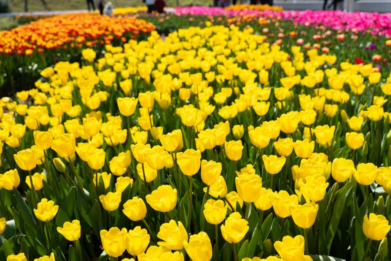 the garden is full of yellow tulips