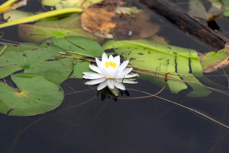 a lily pad in water with leaves surrounding it