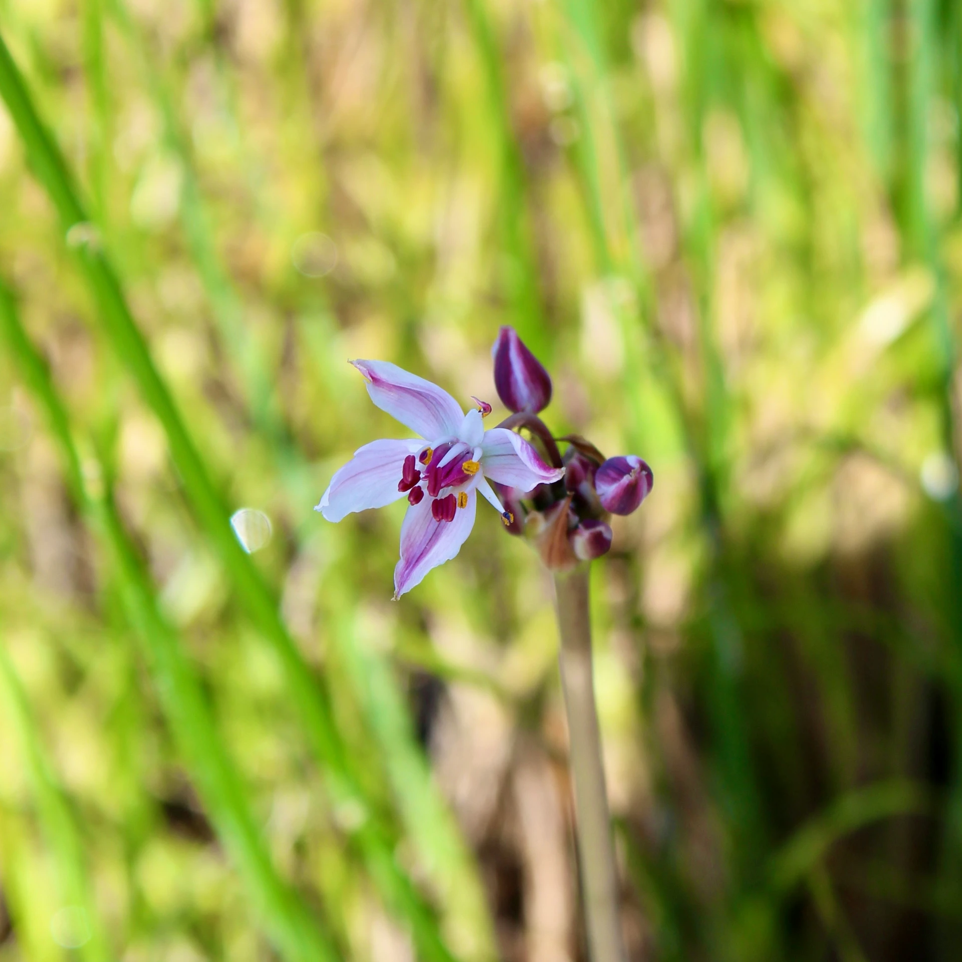 a purple flower in the green grass