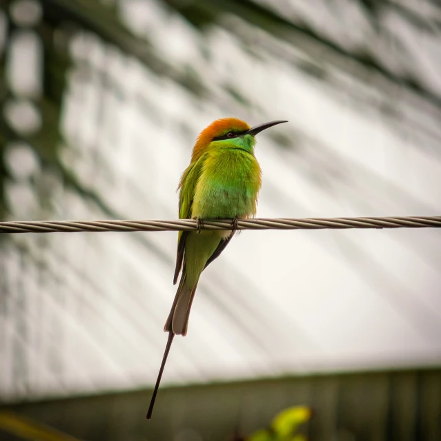 a green bird perched on top of a wire next to trees