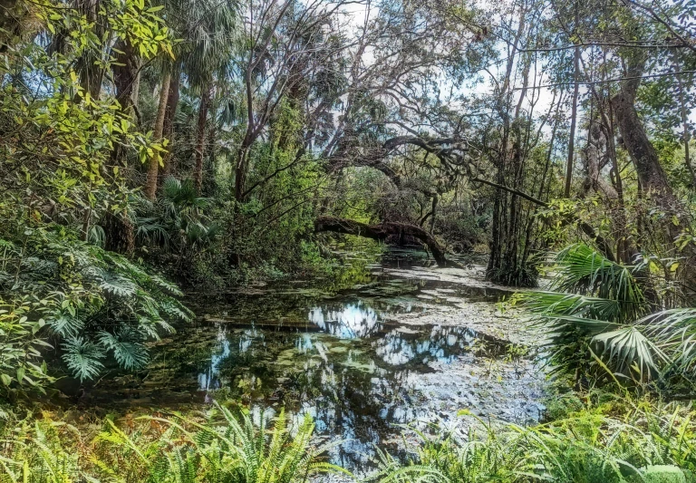 a stream running through a lush green forest